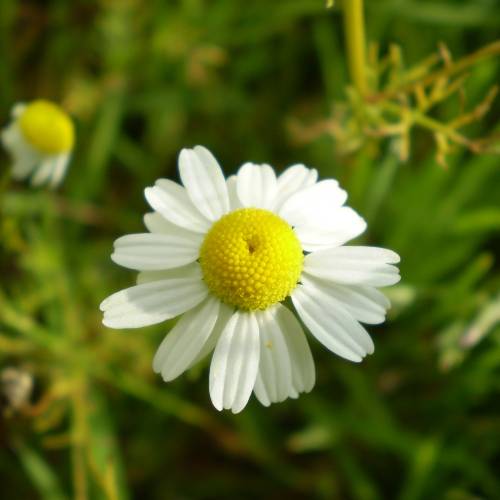 Camomille