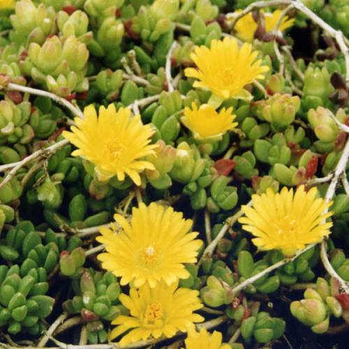 Pourpier vivace jaune