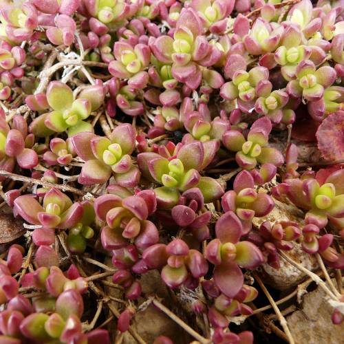 Pourpier vivace jaune