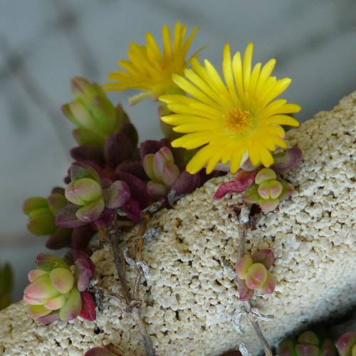 Pourpier vivace jaune