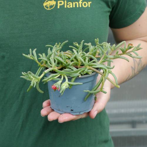 Pourpier vivace orange