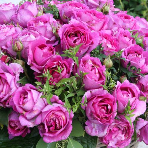 Rosier Catherine de Mdicis