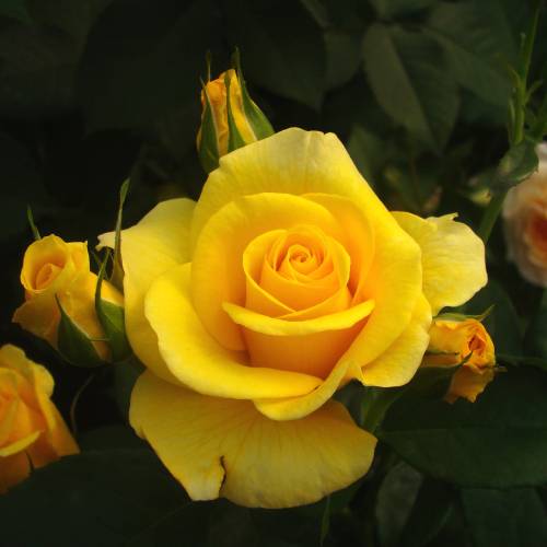 Rosier 'Bernard Hinault'