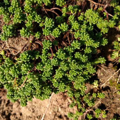 Orpin vivace couvre-sol, Orpin blanc