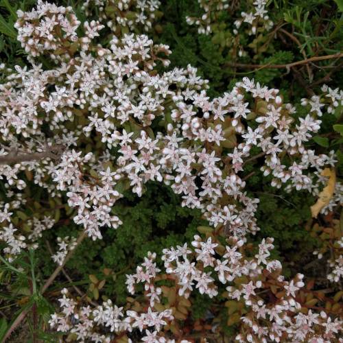 Orpin vivace couvre-sol, Orpin blanc