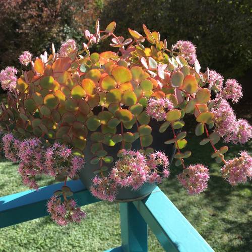 Orpin de Siebold rose