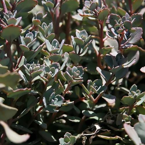 Orpin  feuilles grises