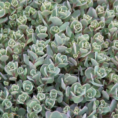 sedum cauticola lidakense sedum cauticola lidakense