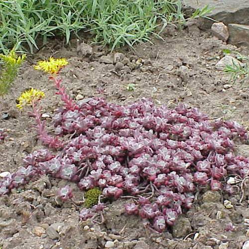 Orpin spatul pourpre