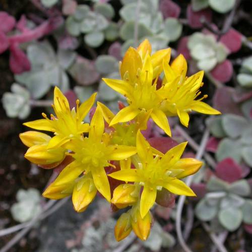 Orpin spatul pourpre