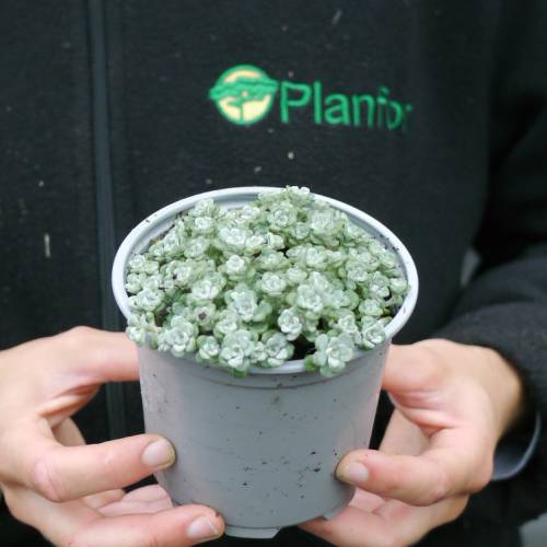 Orpin spatul 'Cape Blanco'