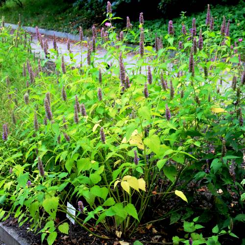 Agastache bleue, Anis hysope