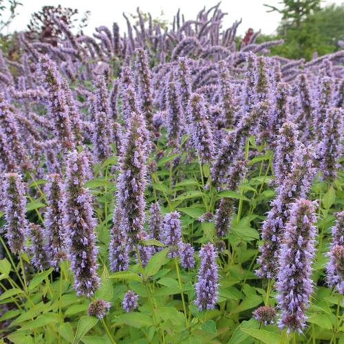 Agastache bleue, Anis hysope