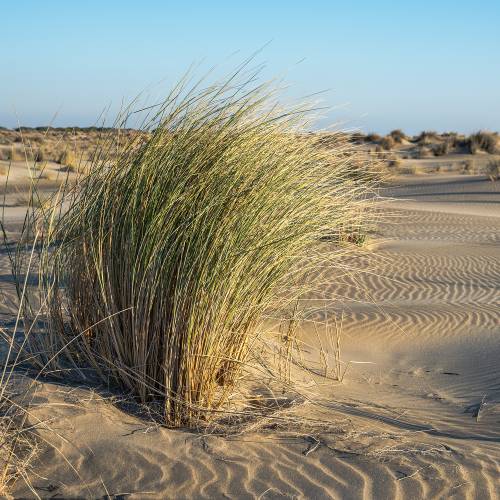 Oyat des sables, Oyat des dunes