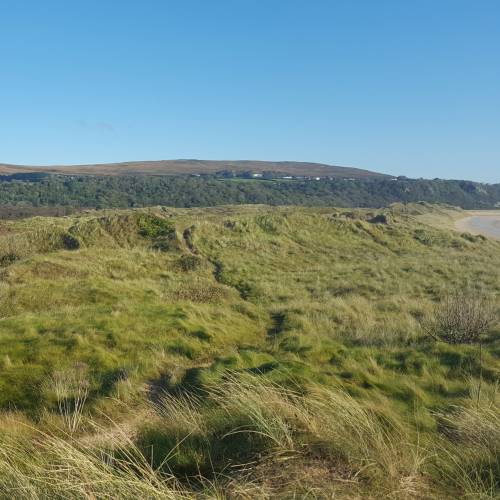 Oyat des sables, Oyat des dunes