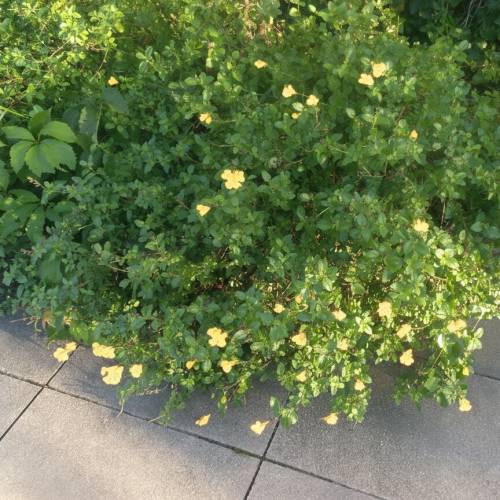 Sauge jaune 'Sungold'