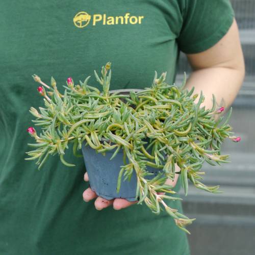 Pourpier vivace rouge