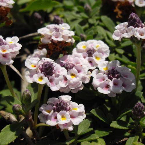 Verveine nodiflore couvre-sol gazonnante