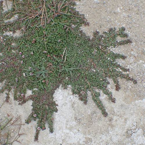 Verveine nodiflore couvre-sol gazonnante