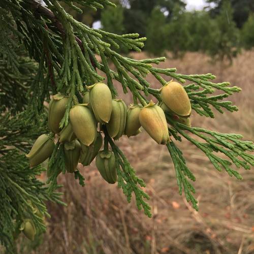 Calocdre, Cdre  encens, Cdre blanc