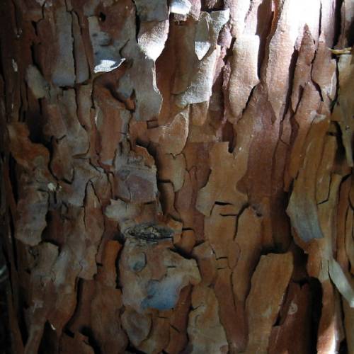 Calocdre, Cdre  encens, Cdre blanc