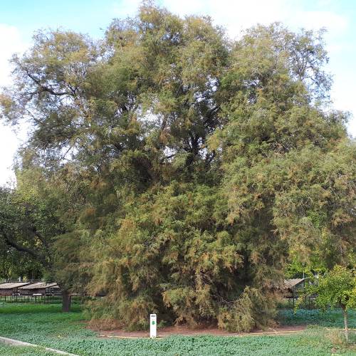 Tamaris commun, Tamaris franais