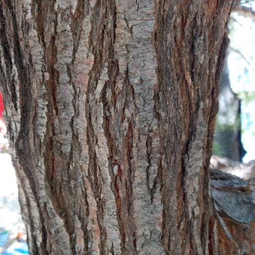 Tamaris commun, Tamaris franais