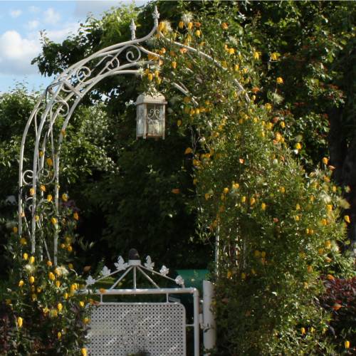 Clmatite  fleurs jaunes