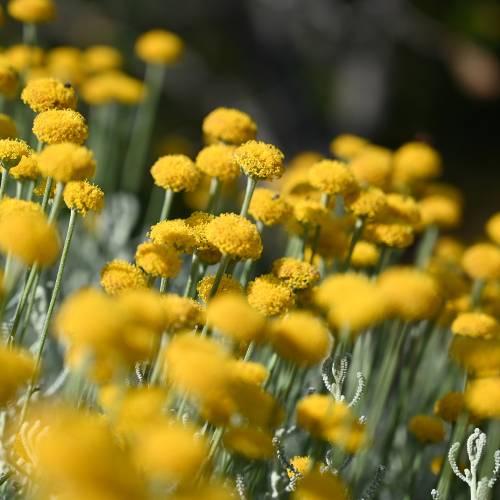 Santoline argent�e