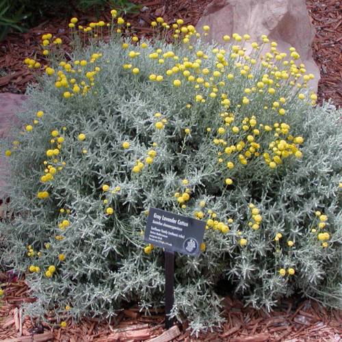 Santoline argent�e