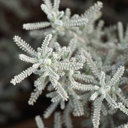 Santoline argent�e