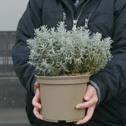 Santoline argent�e