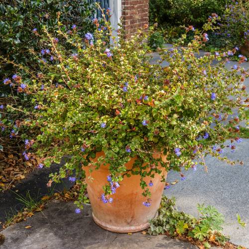 Plumbago rampant de Chine, Dentelaire
