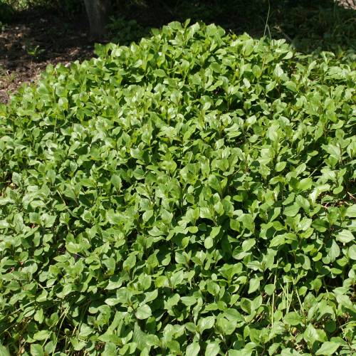 Plumbago rampant de Chine, Dentelaire