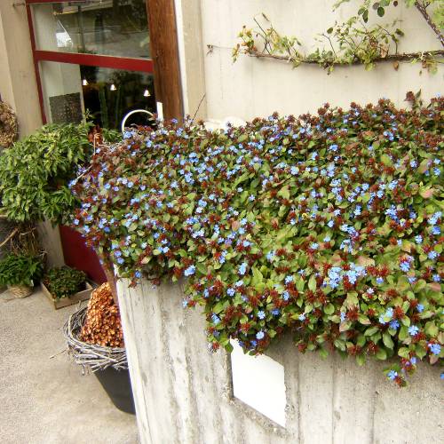 Plumbago rampant de Chine, Dentelaire