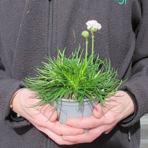 Gazon d'Espagne � fleurs blanches