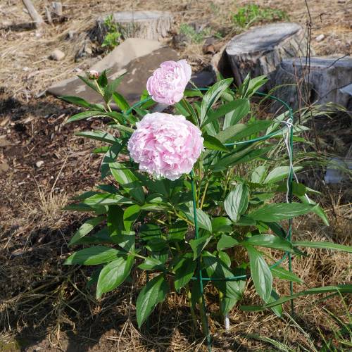 Pivoine 'Sarah Bernhardt'