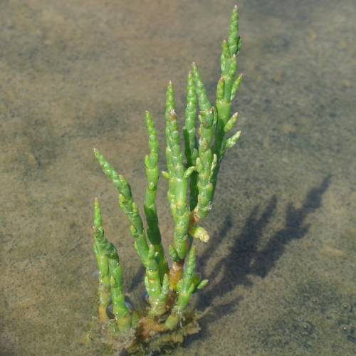 Salicorne, Cornichon de mer