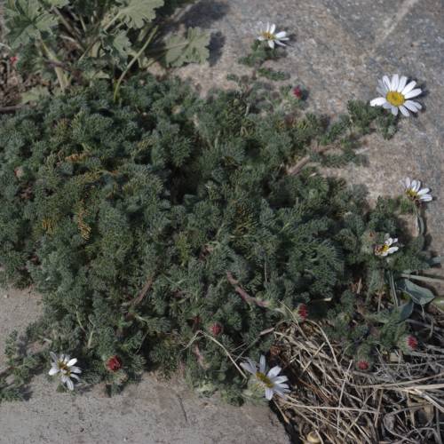 Camomille marocaine, Pyr�thre d'Afrique