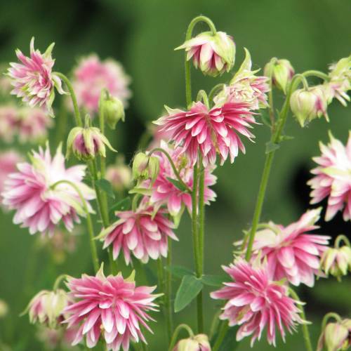 Ancolie 'Nora Barlow'