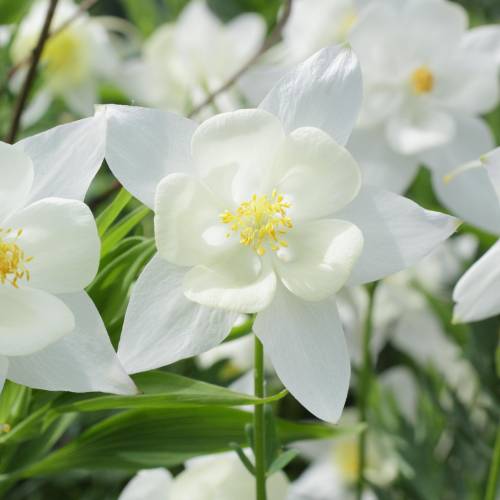 Ancolie 'Kristall'