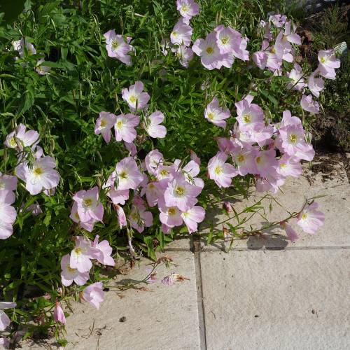 Onagre rose 'Siskiyou'