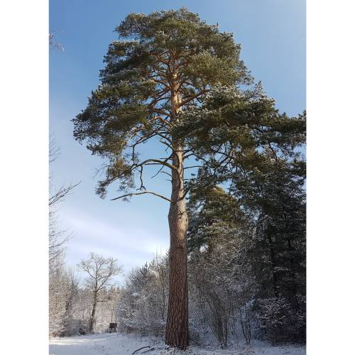 Pinus sylvestris Pinus sylvestris