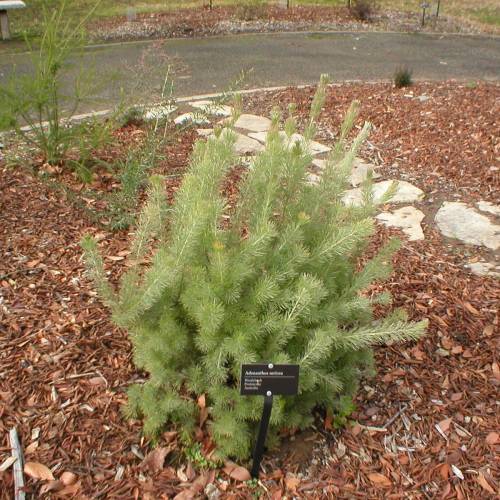 Buisson laineux