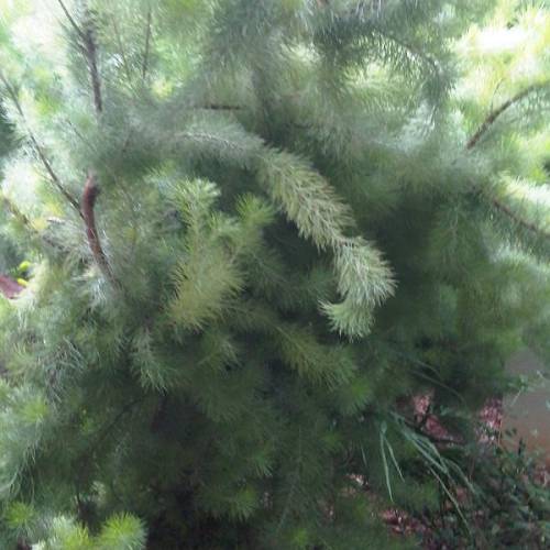 Buisson laineux