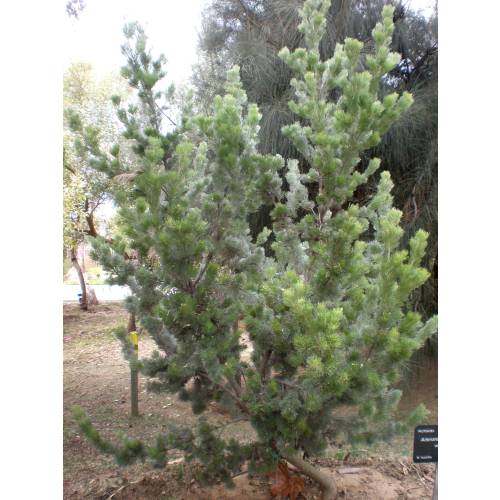 Buisson laineux
