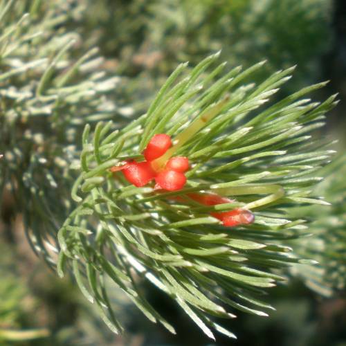 Buisson laineux