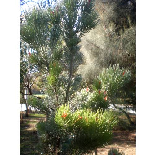 Buisson laineux