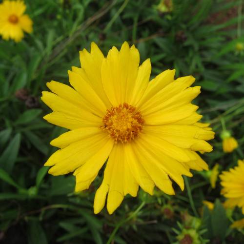 Oeil de jeune fille jaune