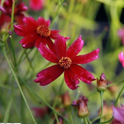 Oeil de jeune fille rouge